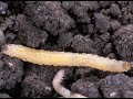 Natural Pesticides: Preserving Crops for Our Health
