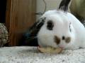 videos de Ella 001.mov