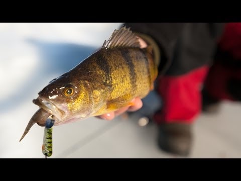 Late Ice Perch Bonanza on Lake Winnibigoshish - In-Depth Outdoors TV Season 8, Episode 18