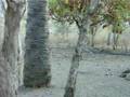 videos de Komodo dragons in Komodo National Park, Indonesia