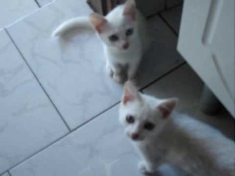 gatos