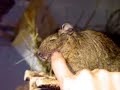 Genie�er Doug (Degu)