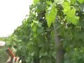 Kinkead Ridge Winery 2007 Mini-Movie - Vine Tucking & Tying