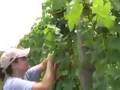 Kinkead Ridge Winery 2007 Mini-Movie - Vine Tucking & Tying