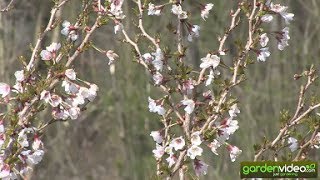 The flower cherry Prunus incisa Kojou-no-mai