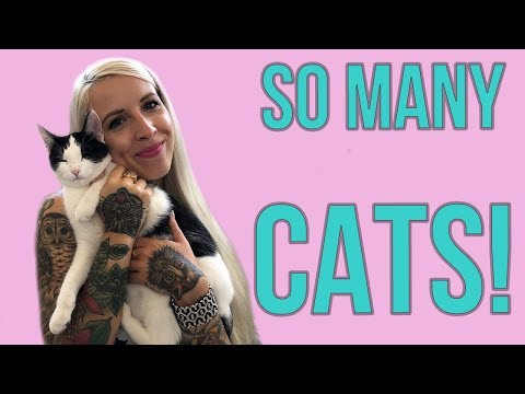Visiting a MASSIVE Cat Shelter!