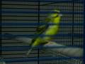 chant serin mozambique