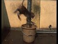 MONKEY PUJA TAKES A BATH