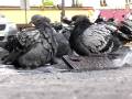 videos de Pidgeons in Paris