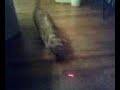 Lazer VS Dawg