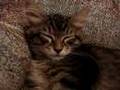 Roxie the Cat (Talking Kitten)