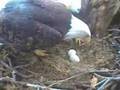 Eagle nestling its mate off the eggs