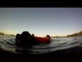 Newfoundland Dog Life Gaurd