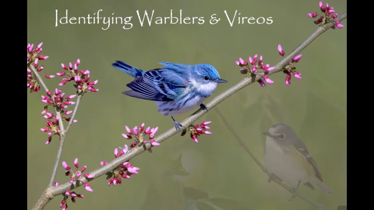 Identifying Spring Warblers & Vireos – presentation by Josh Haas