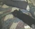 Talking cat