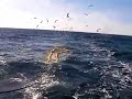 Silver Hake Dragging Part 1: Shooting the Net