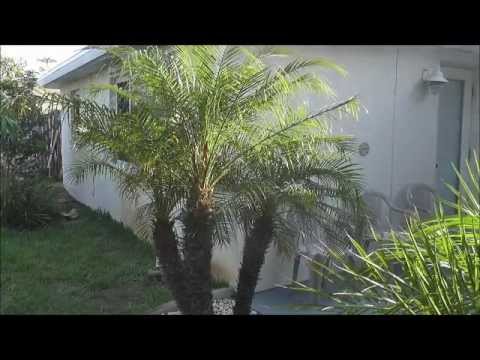 how to transplant small palm trees