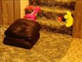 Cannibalistic Pillows 2 Cannibalistic Pillows 2