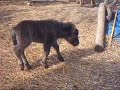 Narcolepsy in Shetland filly foal. Narcolepsy in Shetland filly foal.