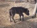 Narcolepsy in Shetland filly foal.