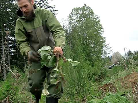 how to harvest yarrow