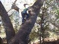 Arboreal