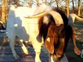 Billy Goat Gruff Billy Goat Gruff