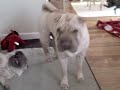 Shar-pei puppy Weston 3 months