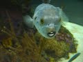 Smiley the fish