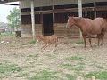Foals First Nap Foals First Nap
