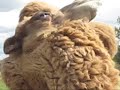 Zooz Bactrian Camels