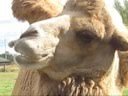 Zooz Bactrian Camels