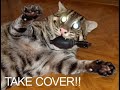 Funny cats 2!