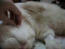 Mocchi is feeling much better
