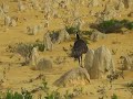 Desert Emu