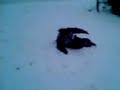 Neige (Y)
