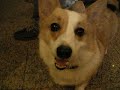 柯基犬肥屁去KTV-1 (Welsh Corgi Febby's karaoke afternoon)
