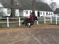 gambri galopp