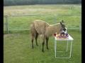 Clicker trained llama selects yellow toys.
