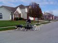 Urban Mushing