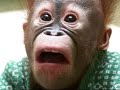Orangutan
