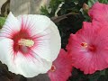 Garden and Backyard Estate Preventing Disease and Staying Healthy