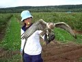 Gyr-Saker falcon Gyr-Saker falcon