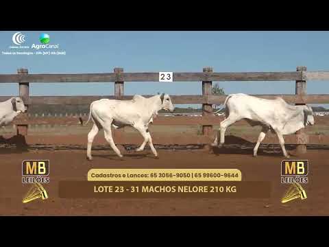 510� LEIL�O VIRTUAL MB LEIL�ES