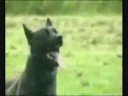 De politiehond