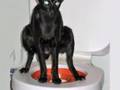 Litter Kwitter Cat / Kitten toilet training system amazing