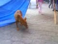 pata da a un perro pata da a un perro