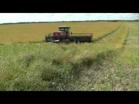 swathing - Swathing Canola with a Hesston swather. There is quite a bit of wind noise ,sorry for that.