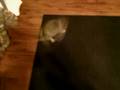 Psycho cat