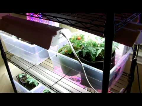 how to grow indoors